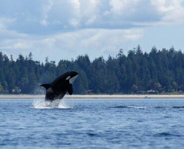 a killer whale leaping from the water
