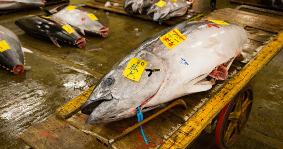 a massive tuna at an auction in japan