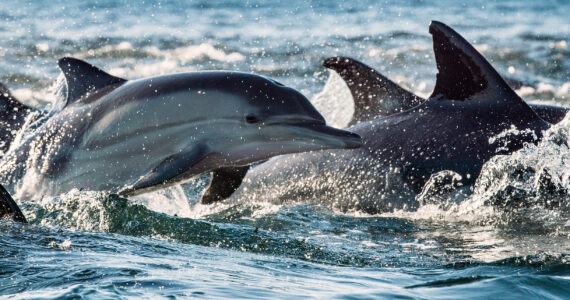 a pod of dolphins swimming in the ocean