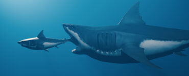 a rendreing of a megalodon eating a smaller shark