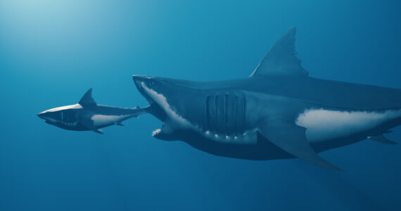 a rendreing of a megalodon eating a smaller shark