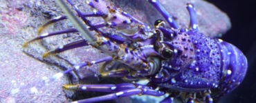 a purple spiny lobster