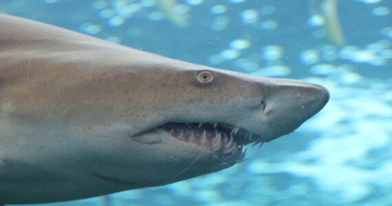 a sand tiger shark up close