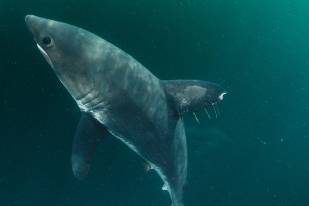 a salmon shark deep underwater