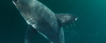 a salmon shark deep underwater