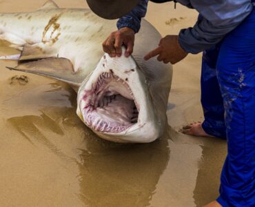 a person holding a shark on the beach