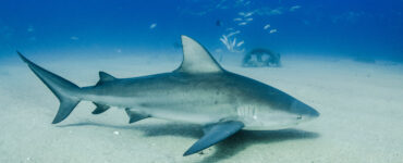 a shark swimming underwater