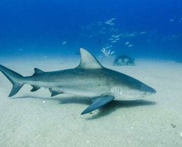 a shark swimming underwater