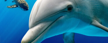 a dolphin and a shark underwater