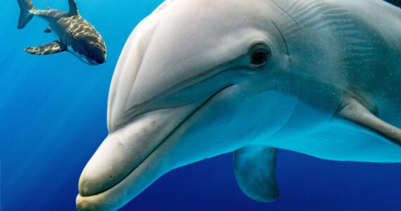 a dolphin and a shark underwater