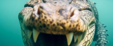 rendering of a gator up close underwater