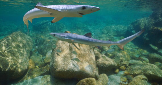 two young sharks swimming together underwater