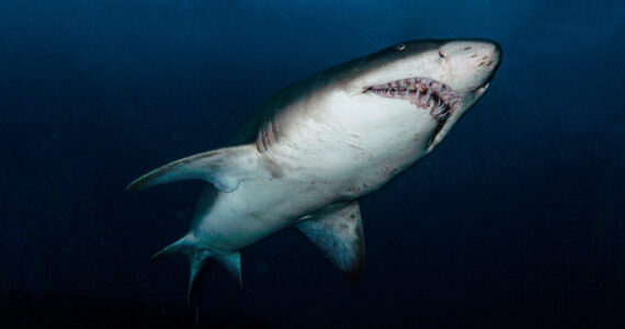 a sand tiger shark underwater