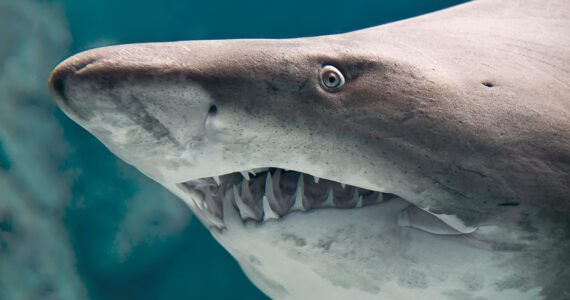 a sand tiger shark up close