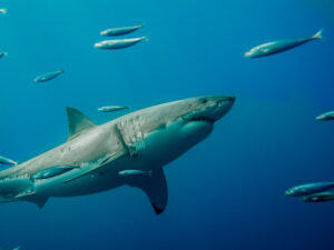 300 Great White Sharks Tagged in Cape Cod by Researchers