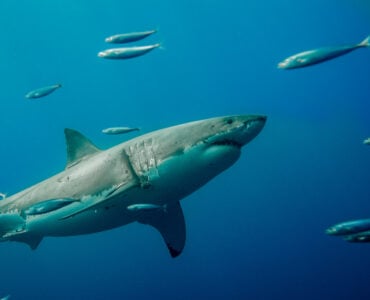 great white shark swimming in the ocean