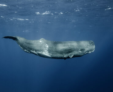 a sperm whale swimming underwater