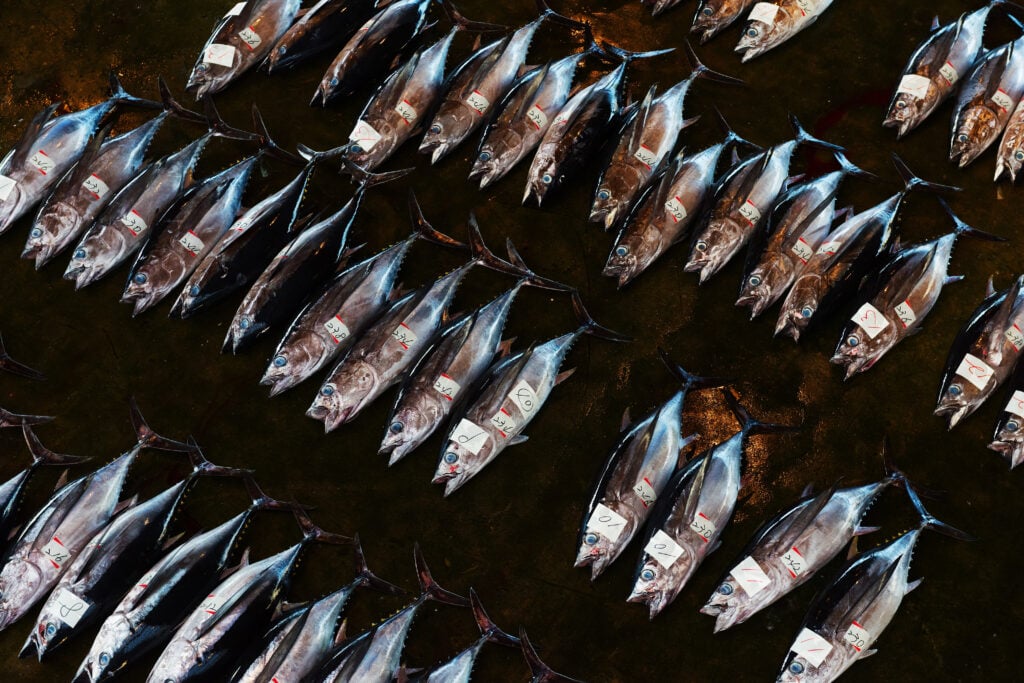 a warehouse full of tuna for auction