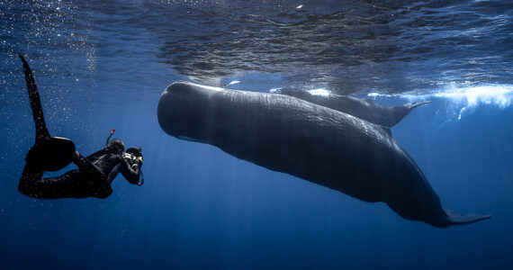 a diver underwater taking a photo of a whales