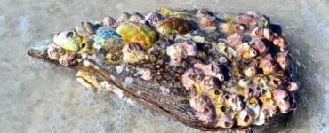 a shell with barnacles on it