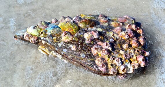 a shell with barnacles on it