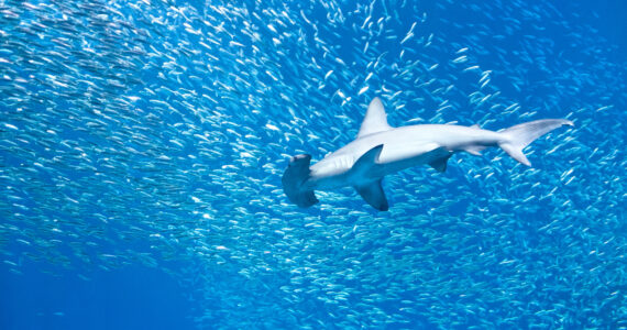 a hammerhead shark swimming through a school of fish