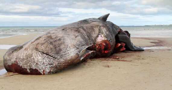 a beached whale in the sand about to explode