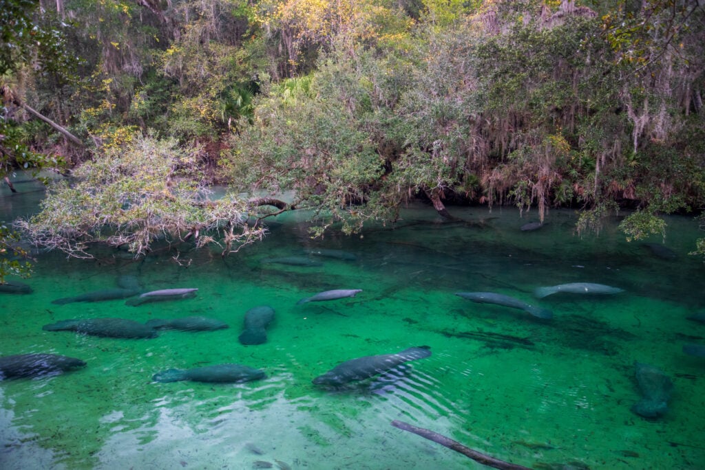 a gathering of manatees in a spring in florida