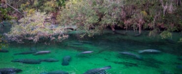 a gathering of manatees in a spring in florida