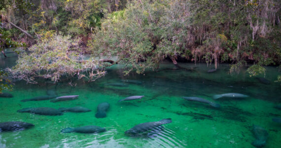 a gathering of manatees in a spring in florida