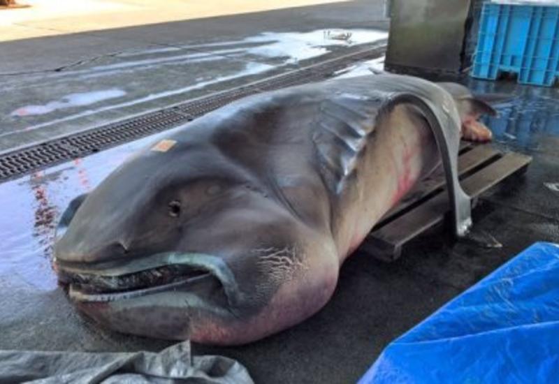 a megamouth shark caught in japan