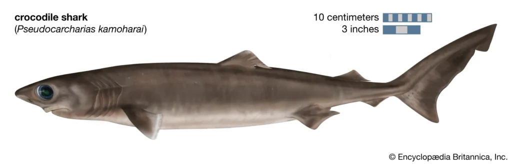 illustratuion of a crocodile shark
