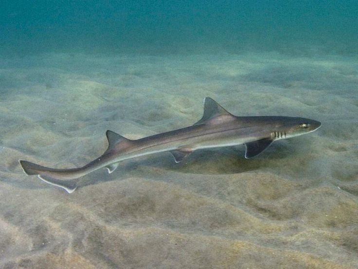 Grey Smooth-hound Shark (Mustelus californicus)