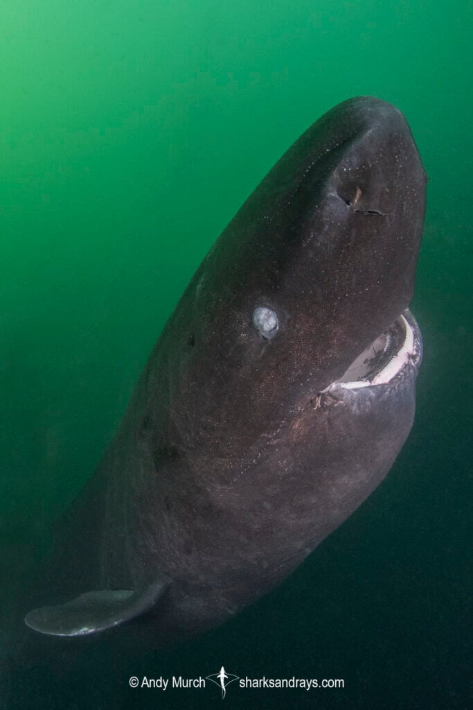 a pacific sleeper shark in the ocean