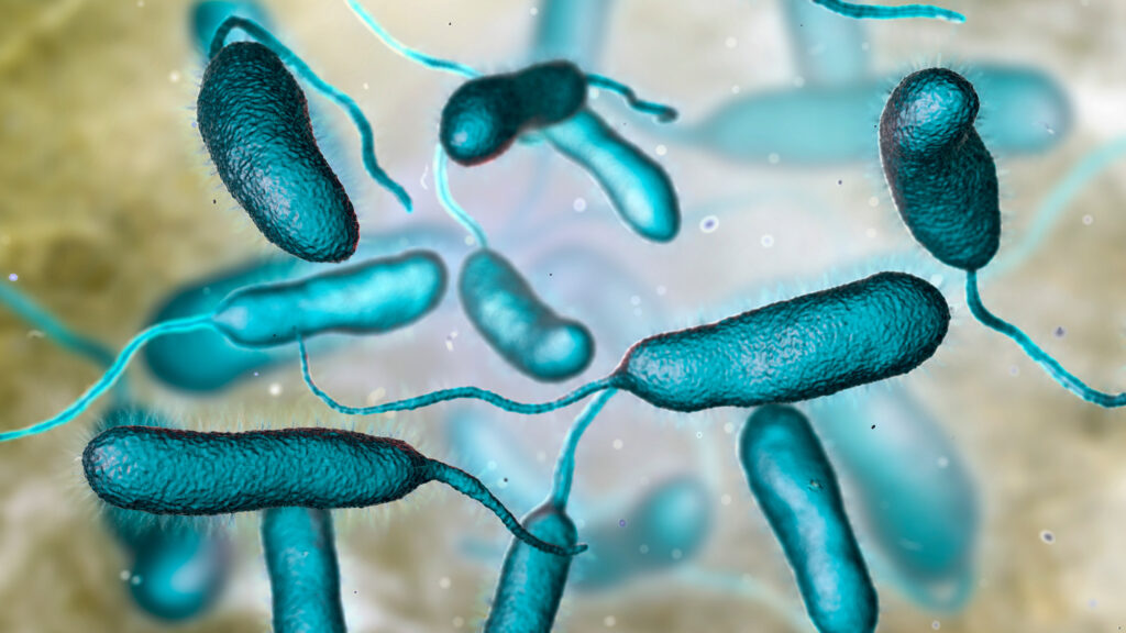 Vibrio vulnificus flesh eating bacteria illustration