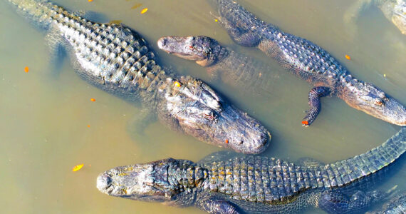 a large group of alligators in the water