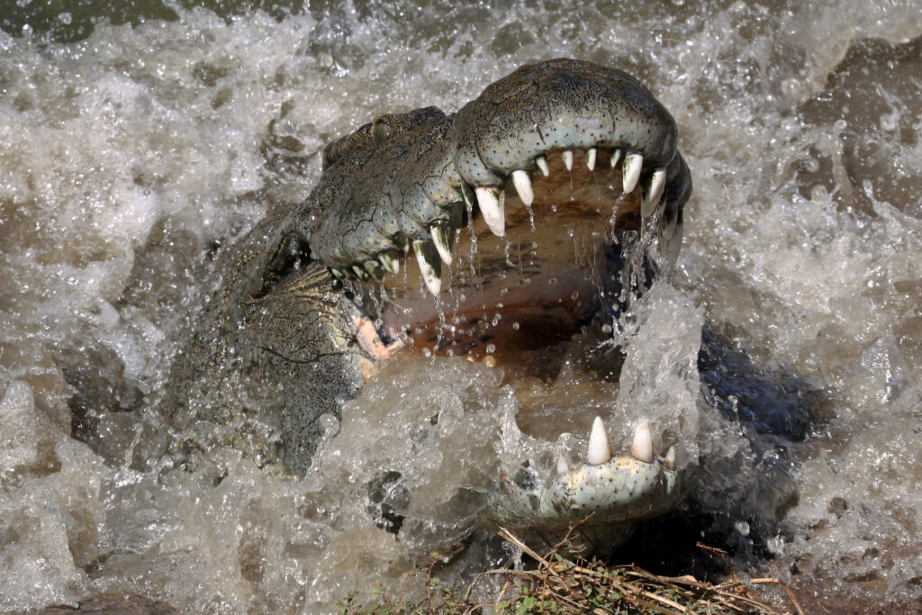 nile crocodile charging the camera