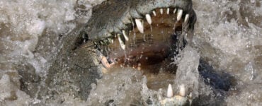 nile crocodile charging the camera