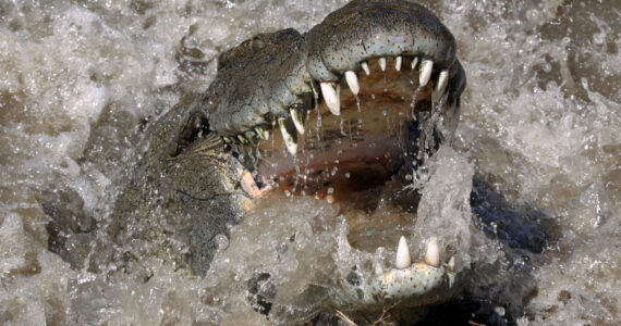 nile crocodile charging the camera