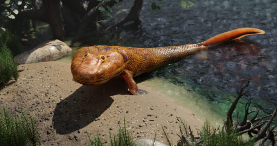 Tiktaalik extinct fish evolving to walk on land from the sea