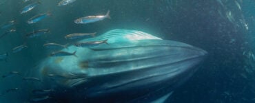 a byrdes whale eating plankton