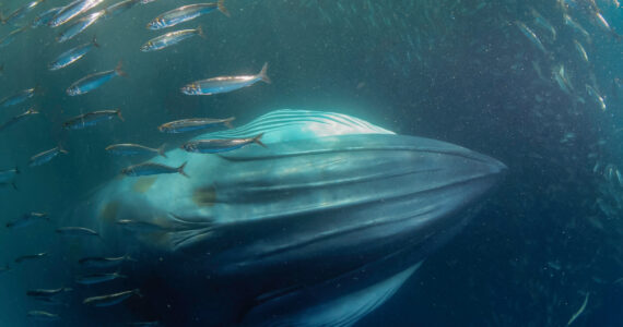 a byrdes whale eating plankton