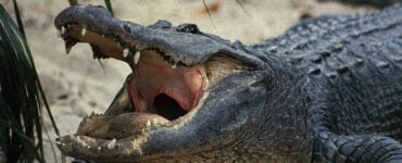 a gator with its mouth open