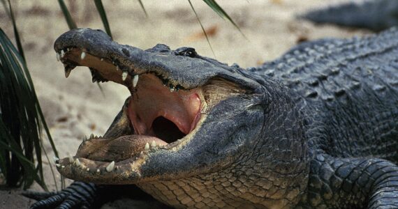 a gator with its mouth open