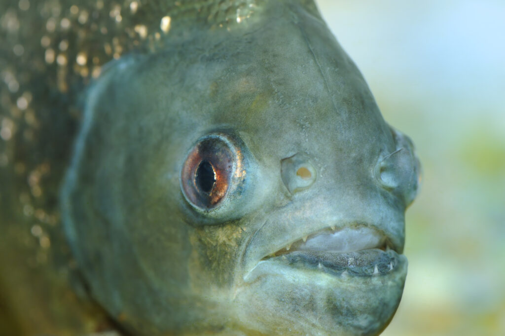 close up of a piranha