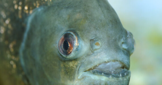 close up of a piranha