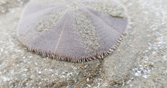 a live sand dollar crawling on the beach