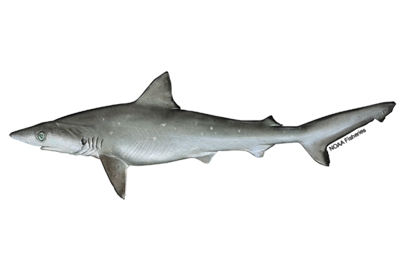 an atlantic sharpnose shark
