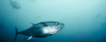 a giant bluefin tuna underwater