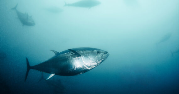 a giant bluefin tuna underwater